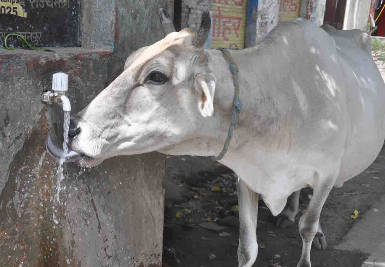 As shutters fell, chaos erupted: Haldwani burned for four hours as violence flared over cattle remains; a new twist emerged in the CCTV footage.