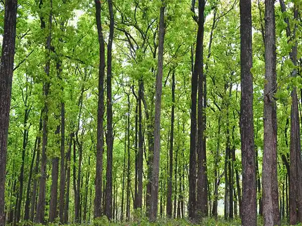 17,000+ Sal Trees to Be Felled in Dehradun and Kalsi to Stop Beetle Outbreak