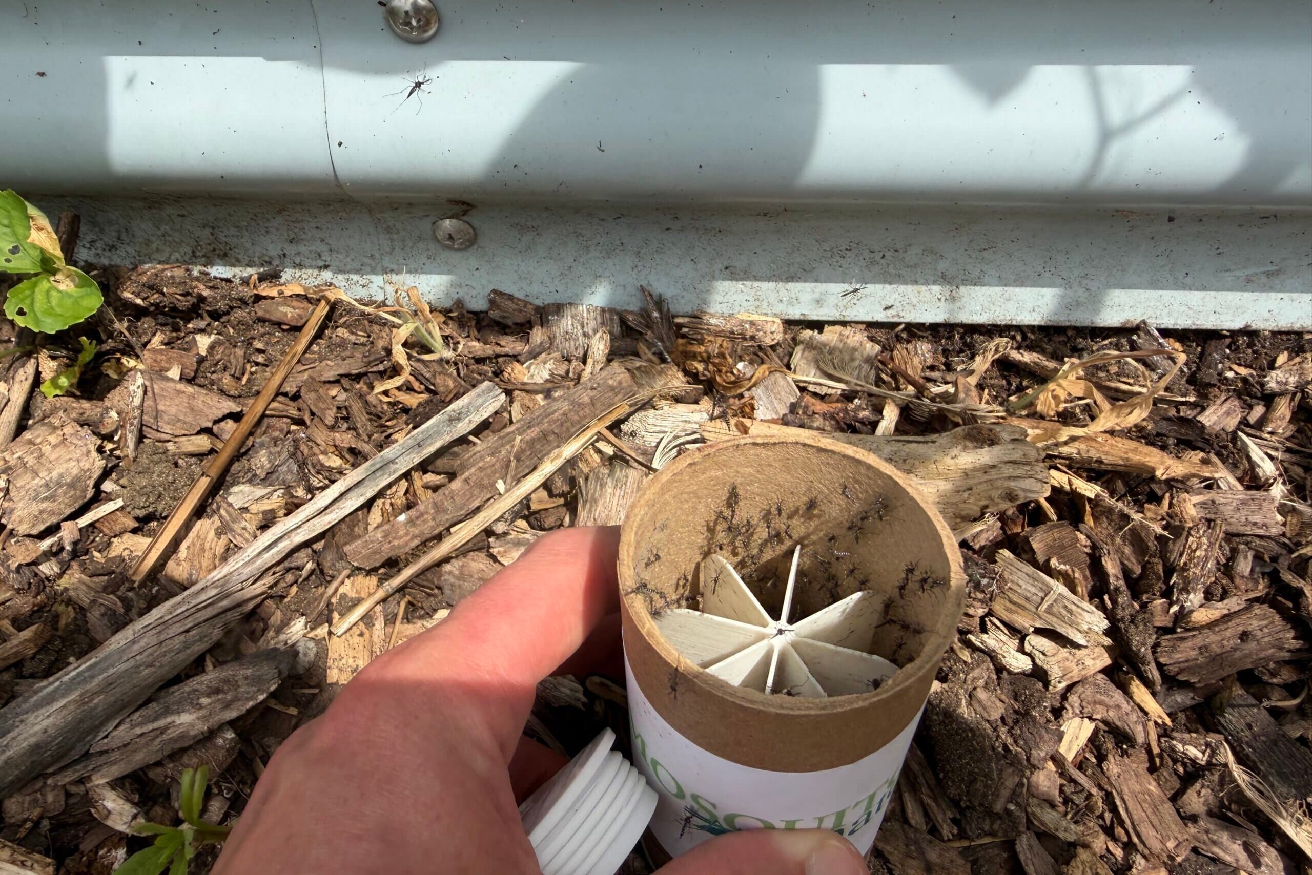 600,000 Sterile Mosquitoes Are Being Released Around DC — By a Private Company, Not the City
