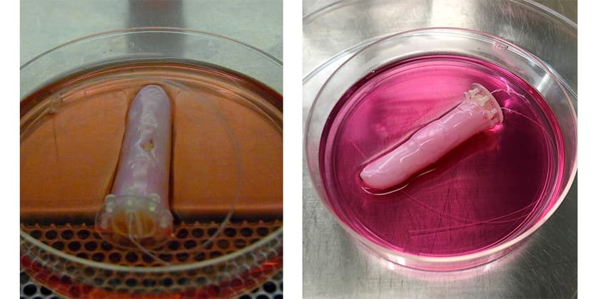 Robot Finger Covered in Living Human Skin: The Japanese Experiment Going Viral Again