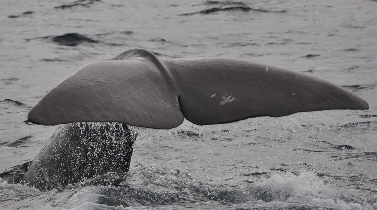 Whales could be harmed by diverted ships avoiding Middle East, scientists warn