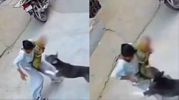 Pitbull Mauls 6-Month-Old In Sonipat's Sikka Colony; Family Yet to File Police Complaint